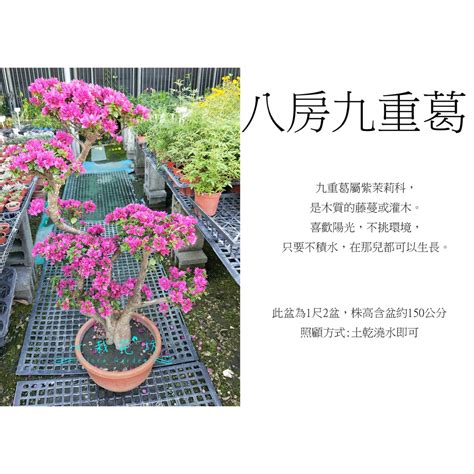 九重葛擋煞|【八房九重葛風水】家裡植物必看！八房九重葛風水禁忌曝光，亂。